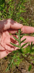Hymenopappus artemisiifolius artemisiifolius