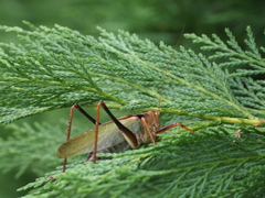 Tettigonia orientalis