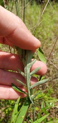 Hymenopappus artemisiifolius artemisiifolius