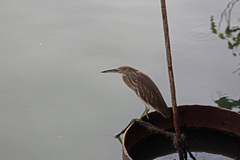Ardeola grayii