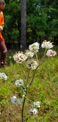 Hymenopappus artemisiifolius artemisiifolius
