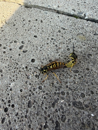 German Yellowjacket