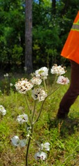 Hymenopappus artemisiifolius artemisiifolius