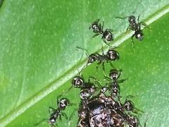 Dolichoderus thoracicus