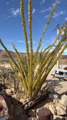 ocotillo