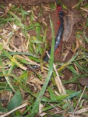 Cormocephalus nitidus