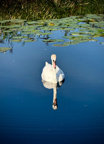 Mute Swan