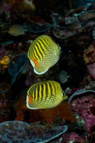 Chaetodon punctatofasciatus observed 2026-09-25