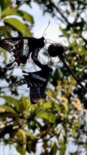 Parides bunichus