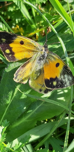 Clouded Yellow