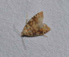 Aleimma loeflingiana