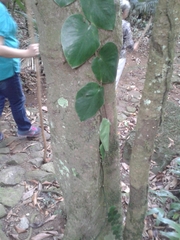 Monstera tuberculata