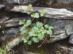 Urtica taiwaniana