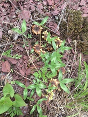 Trifolium virginicum