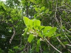 Actinidia arguta
