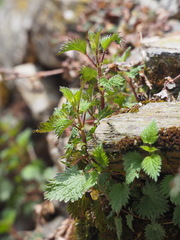 Urtica taiwaniana