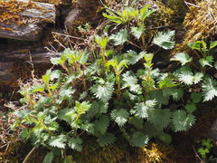 Urtica taiwaniana