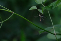 Hylobittacus apicalis