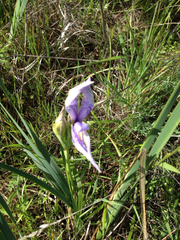 Iris longipetala