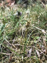 Carex arenaria