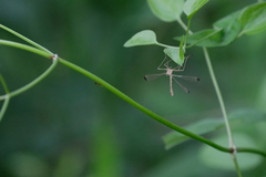 Hylobittacus apicalis