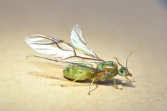 Oecophylla smaragdina