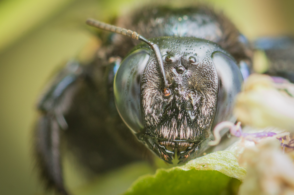 Southern Carpenter Bee