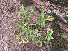 Trifolium virginicum