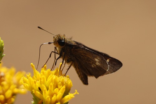 Wandering Skipper photo 5