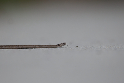 DeKay's Brownsnake