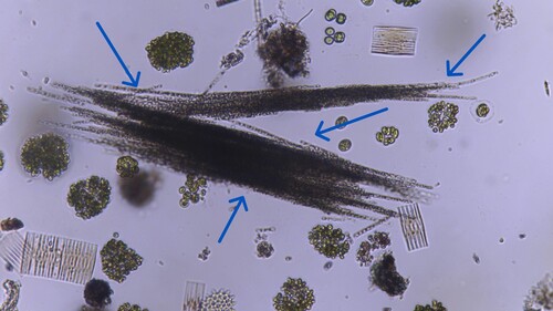 Aphanizomenon flosaquae observed 2026-09-29