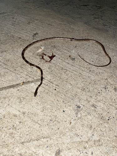 Blanford's Bridle Snake — seen at this dive site