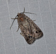 Anorthodes triquetra