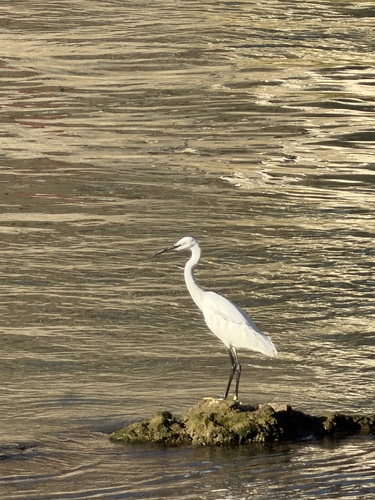 Little Egret