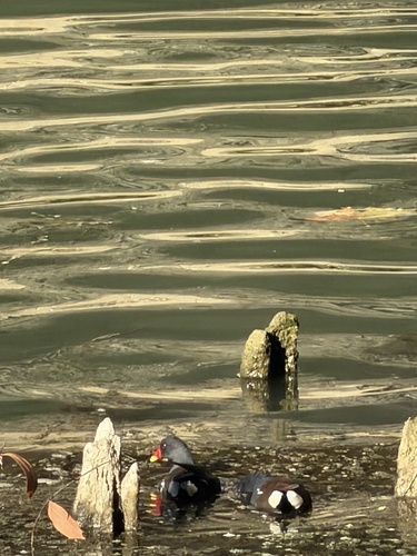 Eurasian Moorhen