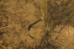 Haemopis sanguisuga