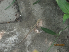 Anolis wellbornae