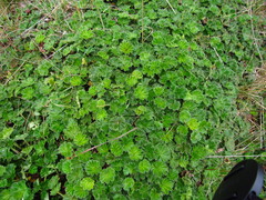 Alchemilla orbiculata
