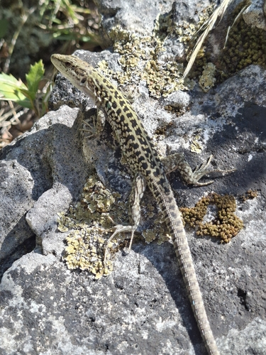 Italian Wall Lizard