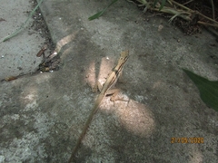 Anolis wellbornae