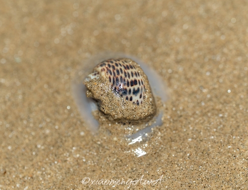 Paratectonatica tigrina observed 2026-09-29