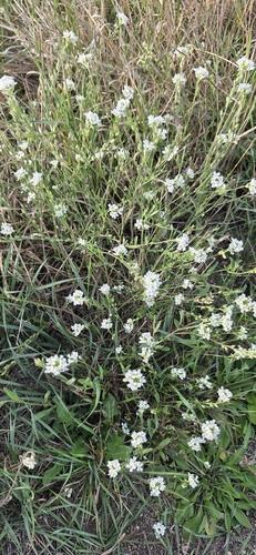 hoary alyssum