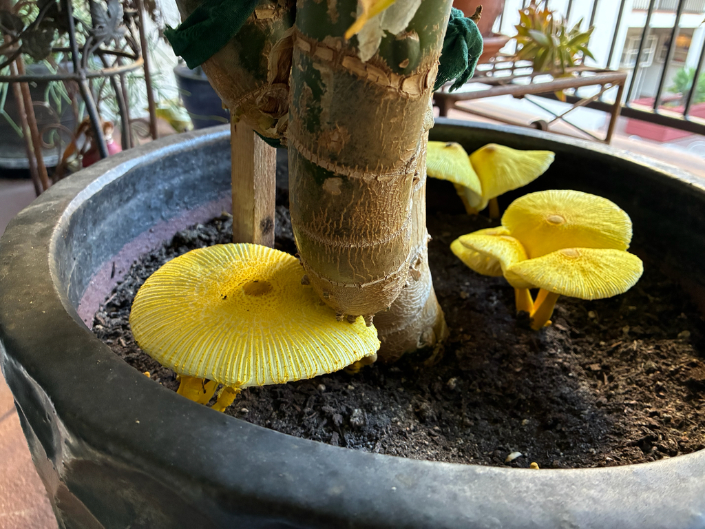 flowerpot parasol · September 2026 · photo: Photo: (c) Stacie Birky Greene, some rights reserved (CC BY) · iNaturalist