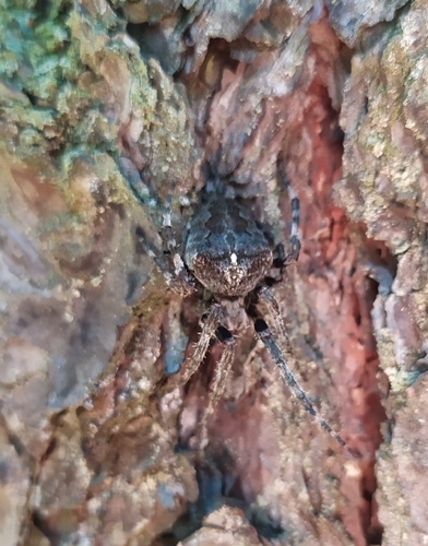 Angular Orbweaver Spider