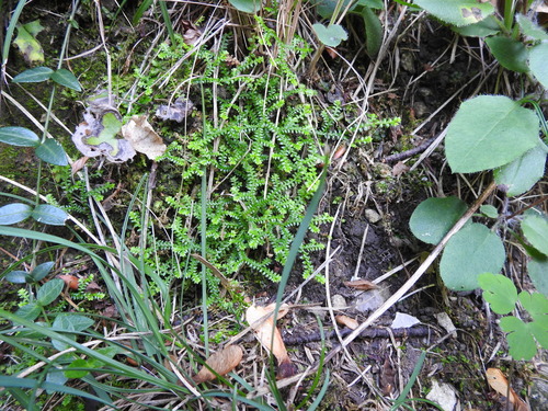 Selaginella helvetica observed 2026-09-28