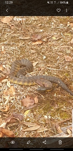 Tiger Snake sighting