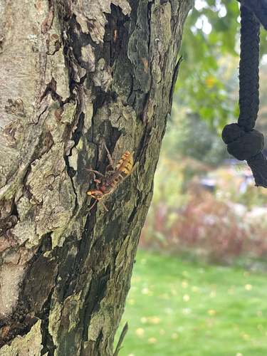 European Hornet