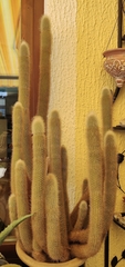 Cleistocactus