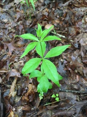 Lysimachia quadrifolia
