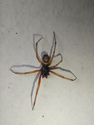 Noble False Widow